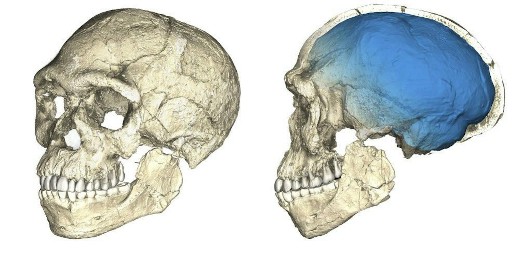 The undated artist rendering provided by the Max Planck Institute for Evolutionary Anthropology shows two views of a composite reconstruction of the earliest known Homo sapiens fossils from Jebel Irhoud (Morocco) based on micro computed tomographic scans of multiple original fossils. The oldest known fossils of human species have been unearthed in Morocco, revealing an early evolutionary step toward developing the fully modern human body.