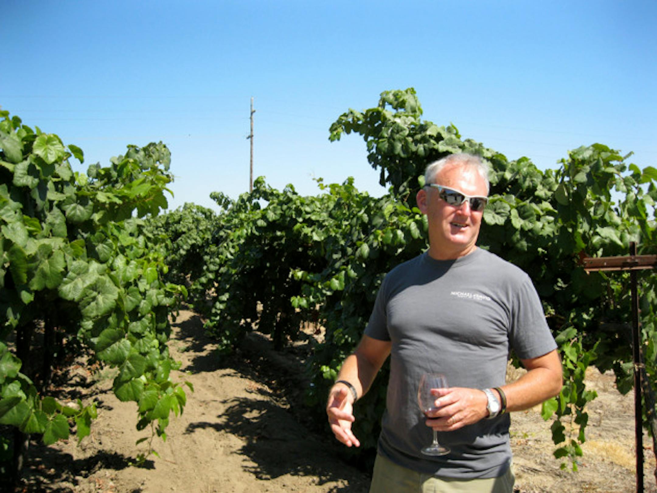 David Phillips amid his grapes