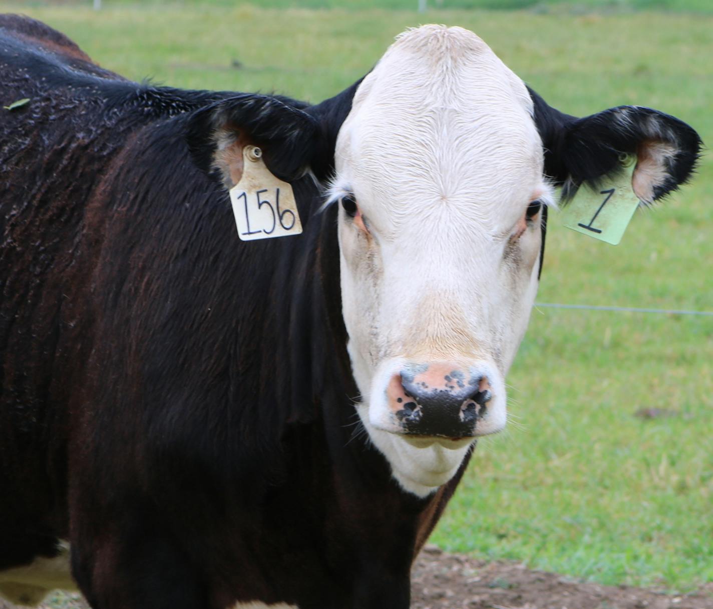 Recombinetics bred the first "naturally hornelss" heifer. 2017 Photo: Alison Van Eeenennaam