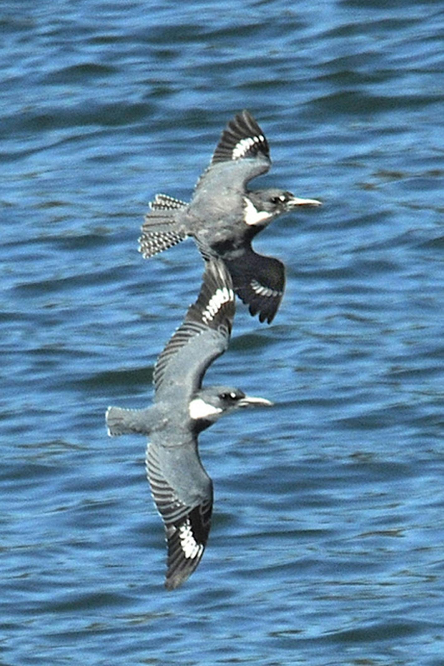A pair of kingfishers flies over a lake.