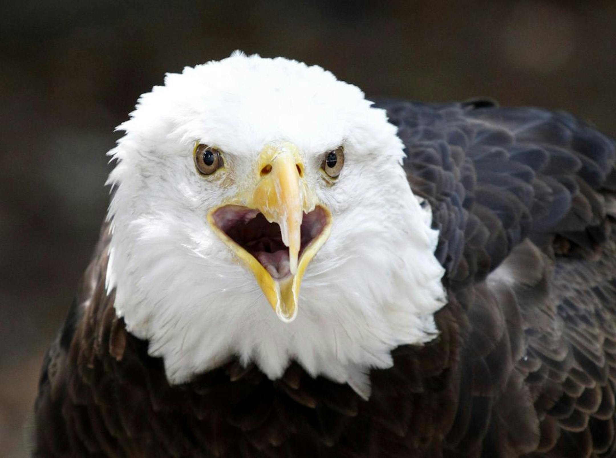 An American Bald Eagle is shown at the Miami Science Museum, Tuesday, June 7, 2011 in Miami. (AP Photo/Wilfredo Lee) �