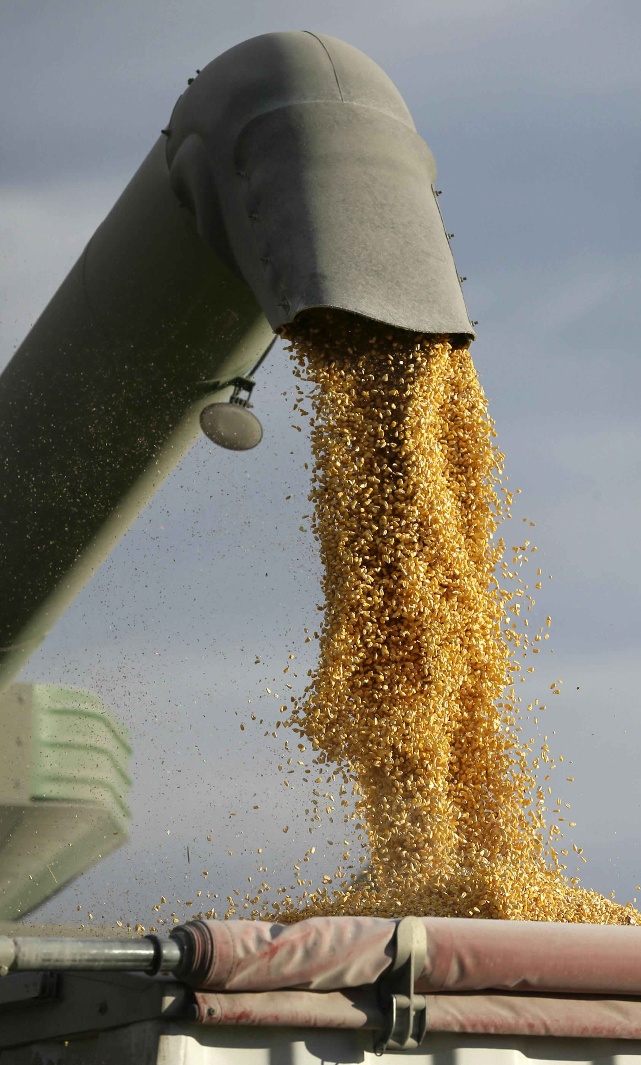 Judy Barrett, of Dallas Center, Iowa, unloads corn from a combine into a hauler, Monday, Nov. 10, 2014, in Dallas Center, Iowa. The U.S. Department of Agriculture is boosting the size of this year's record soybean crop as farmers in several states report per-acre yields surpassing earlier expectations. The corn crop is reduced slightly but will still be a record. (AP Photo/Charlie Neibergall)