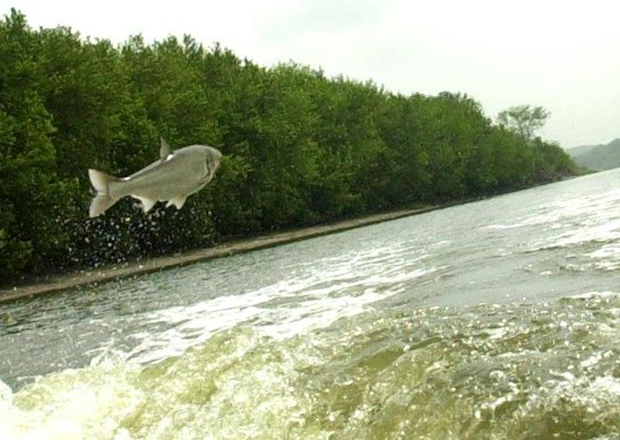 Asian carp jumps on the Illinois River near Utica, Ill.