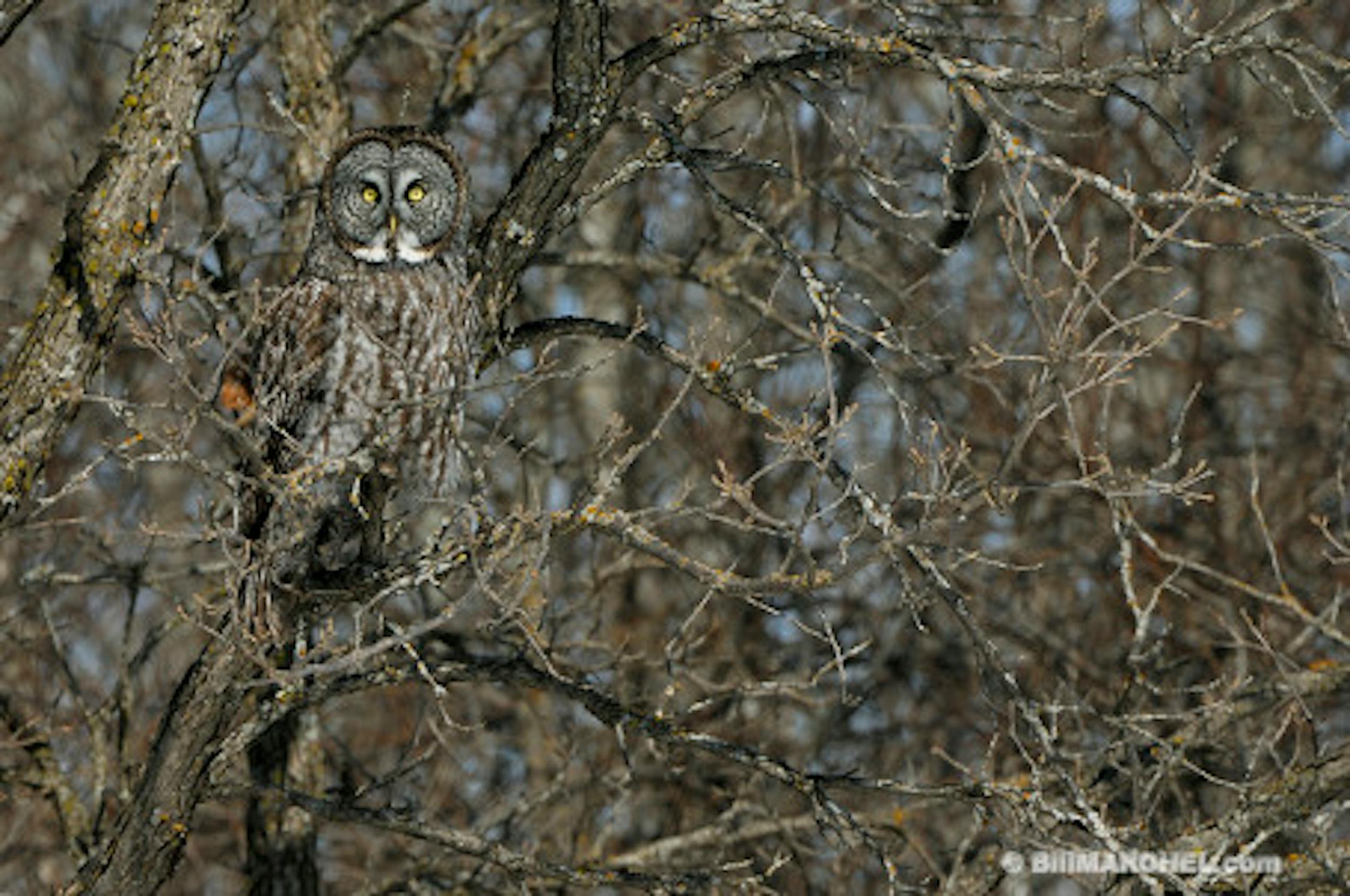 00830-049.20 Great Grey Owl is well-camouflaged as it is perched in bur oak tree.  Cryptic, hide, raptor, predator.  H2R1