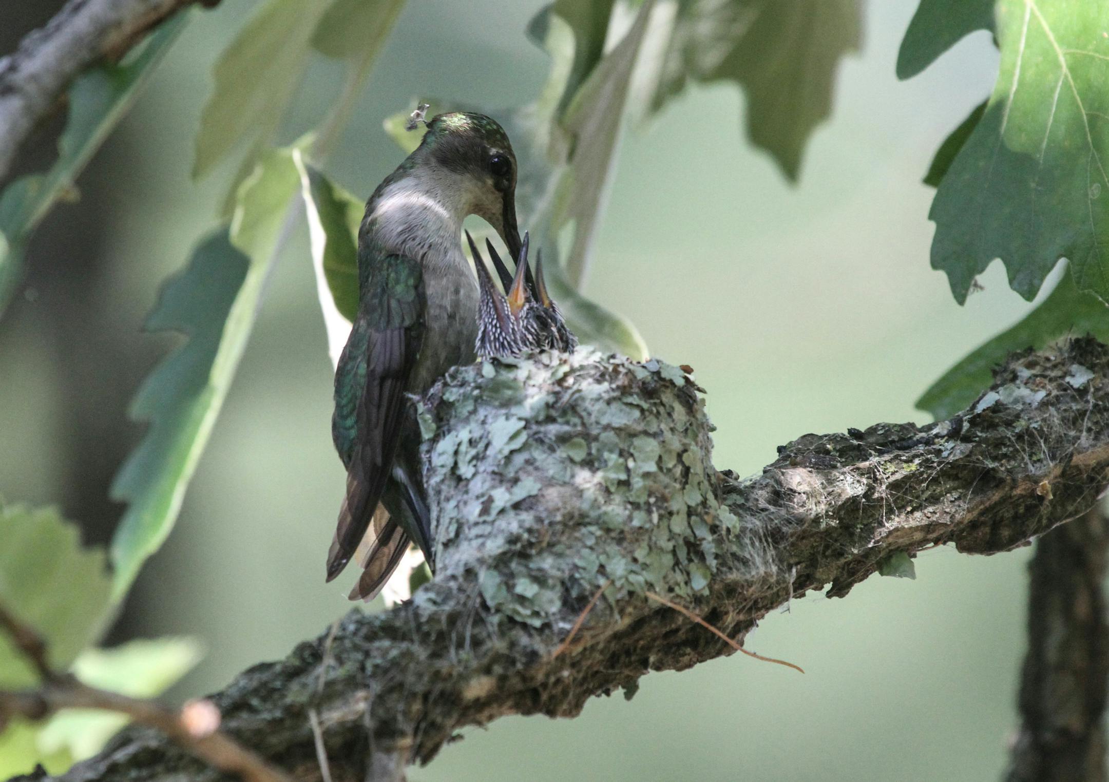 4. With her beak down a chickís throat, the mother bird pumps out a meal. credit: Don Severson, special to the Star Tribune