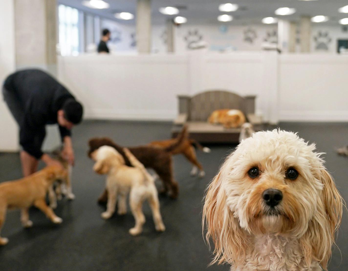 Teddy the dog peered out from the small dog area during dog daycare Thursday at City Paws Pet Club. ] ANTHONY SOUFFLE &#x2022; anthony.souffle@startribune.com City Paws Pet Club general manager Justin Syrovatka ferried dogs from their owner's cars inside to their daycare facility Thursday, April 30, 2020 in the Gateway District of Minneapolis.