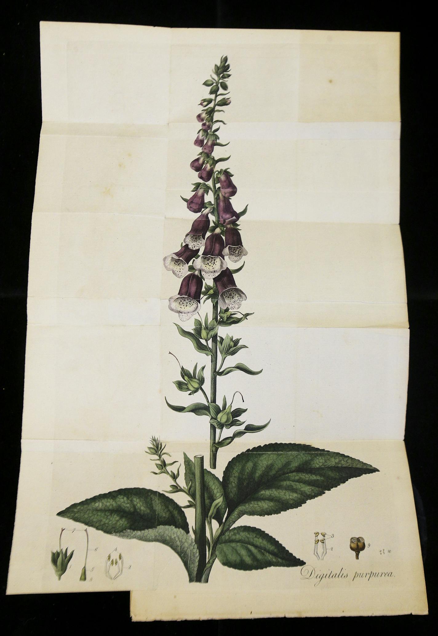 English botanist William Withering would often include intricate drawings of plants such as the foxglove to visually diagram which parts of the plant are most effective in the curing process. ] Timothy Nwachukwu &#x2022; timothy.nwachukwu@startribune.com The University of Minnesota Wangensteen Historical Library of Biology and Medicine hosts an exhibit with an array of recepies and concoctions to remedy ailments on Wednesday, August 10, 2016.