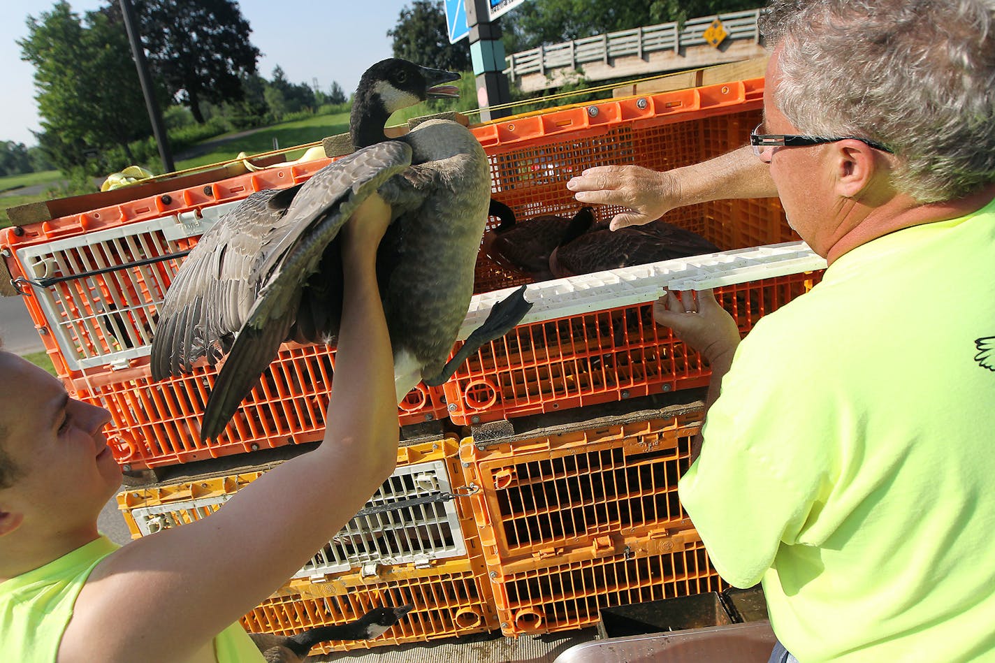 Captured adults are killed, processed and donated to local food shelves; goslings are killed and given to the Wildlife Science Center at Forest Lake and fed to wild animals.