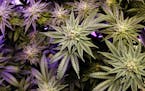 FILE - In this Dec. 13, 2017, file photo, a marijuana plant grows under artificial light at an indoor facility in Portland, Maine. State officials hav