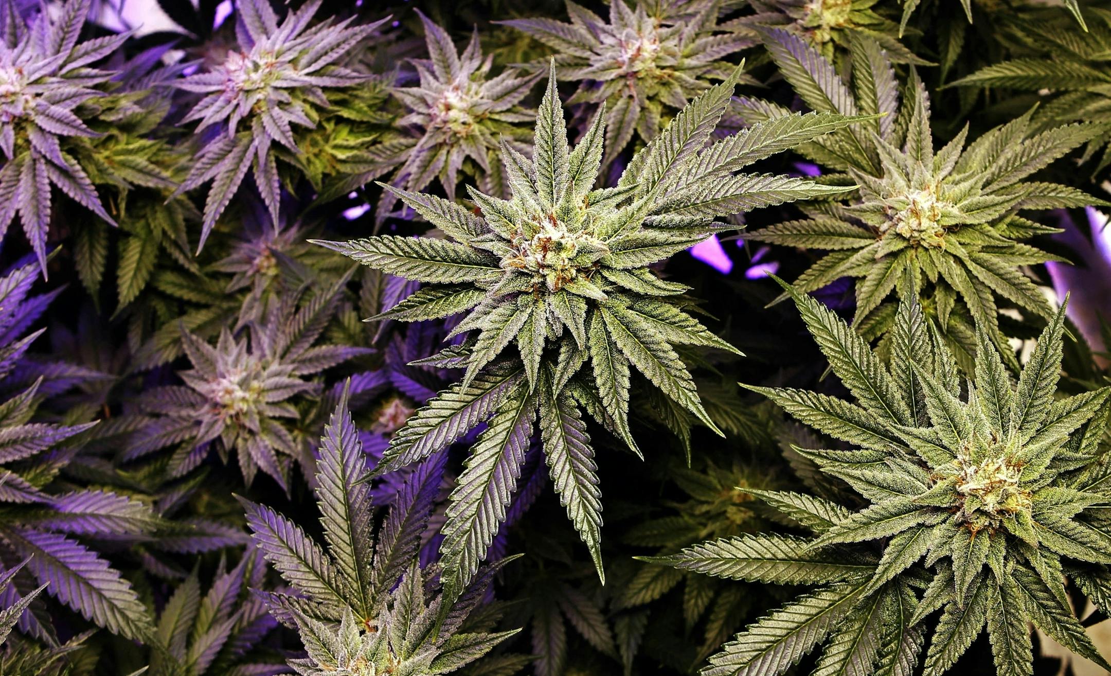 FILE - In this Dec. 13, 2017, file photo, a marijuana plant grows under artificial light at an indoor facility in Portland, Maine. State officials have deemed dozens of applications to run marijuana businesses to be complete, a major step on the way to the first legal sales of the drug for adult use. Mainers voted in favor of legal recreational marijuana use and sales in 2016.(AP Photo/Robert F. Bukaty, File)