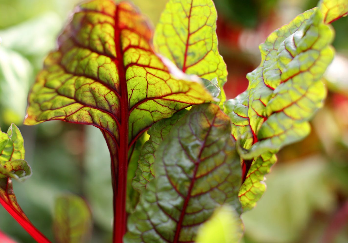 Swiss chard.