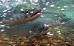 Alaskan Salmon: Credit-USFWS/Togiak National Wildlife Refuge
