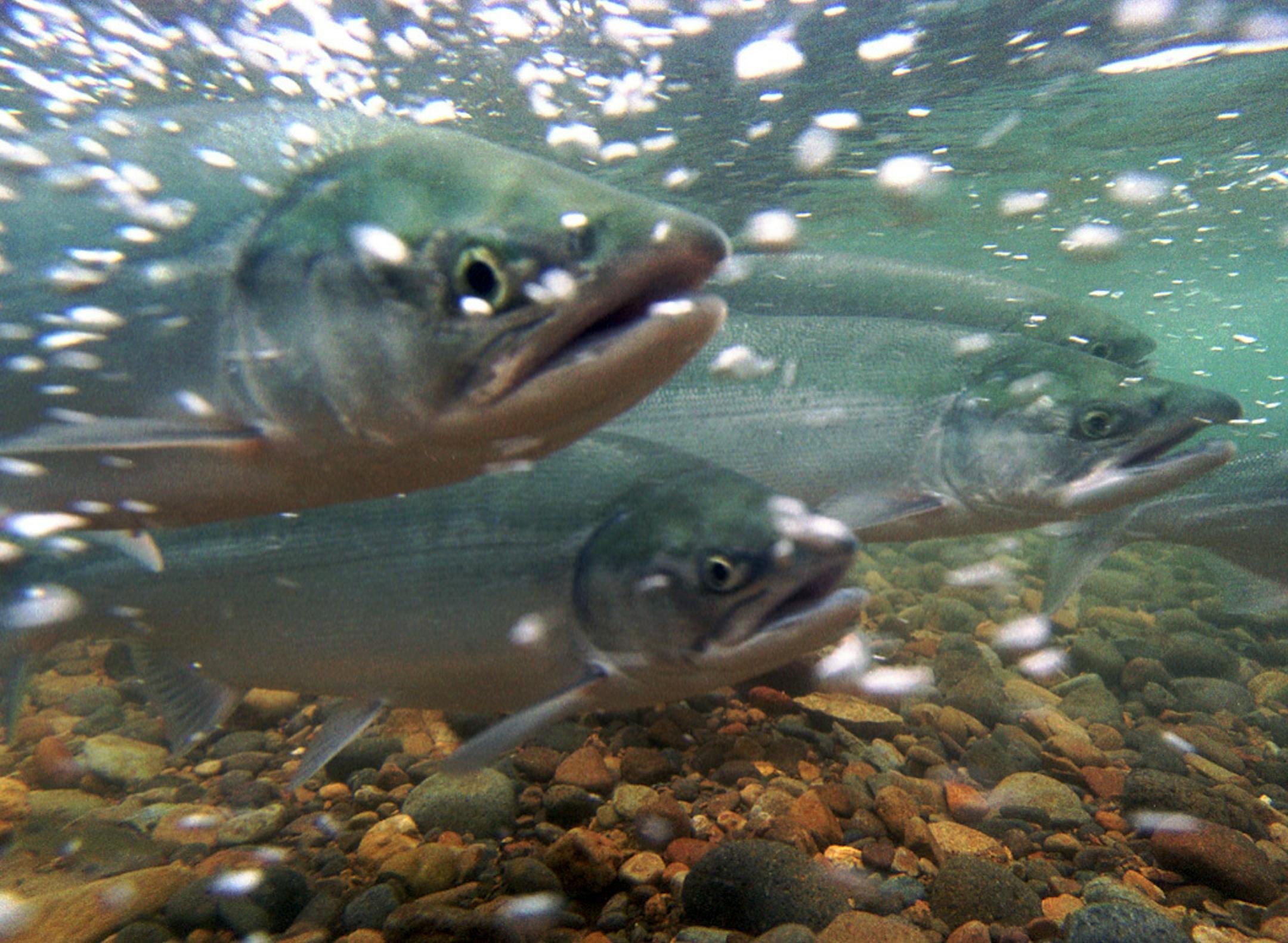 Alaskan Salmon: Credit-USFWS/Togiak National Wildlife Refuge