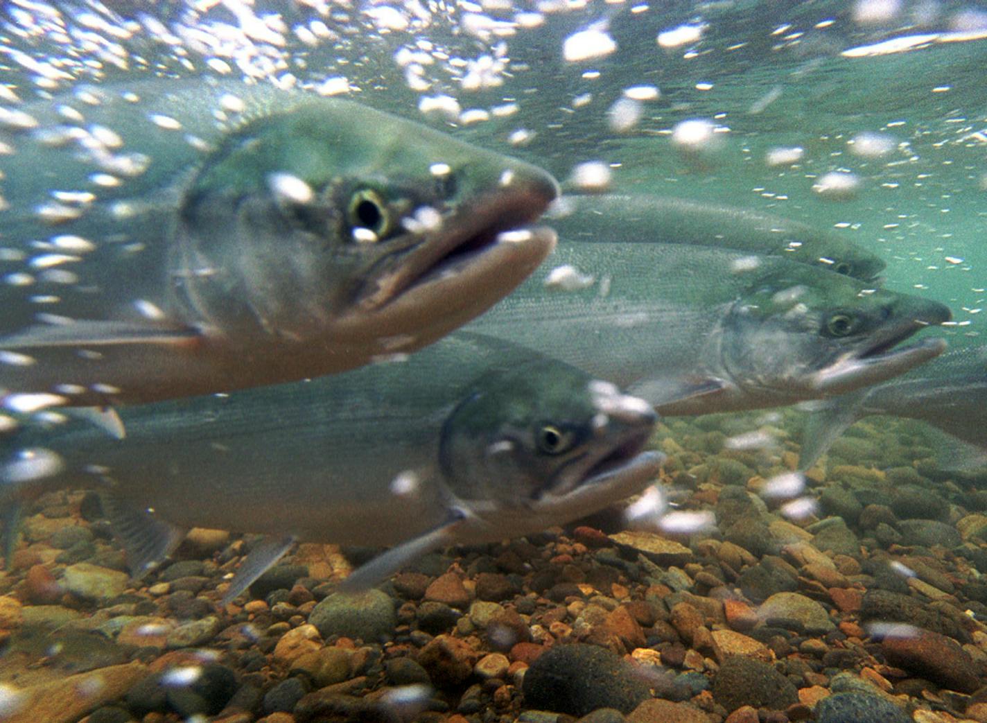 Alaskan Salmon: Credit-USFWS/Togiak National Wildlife Refuge