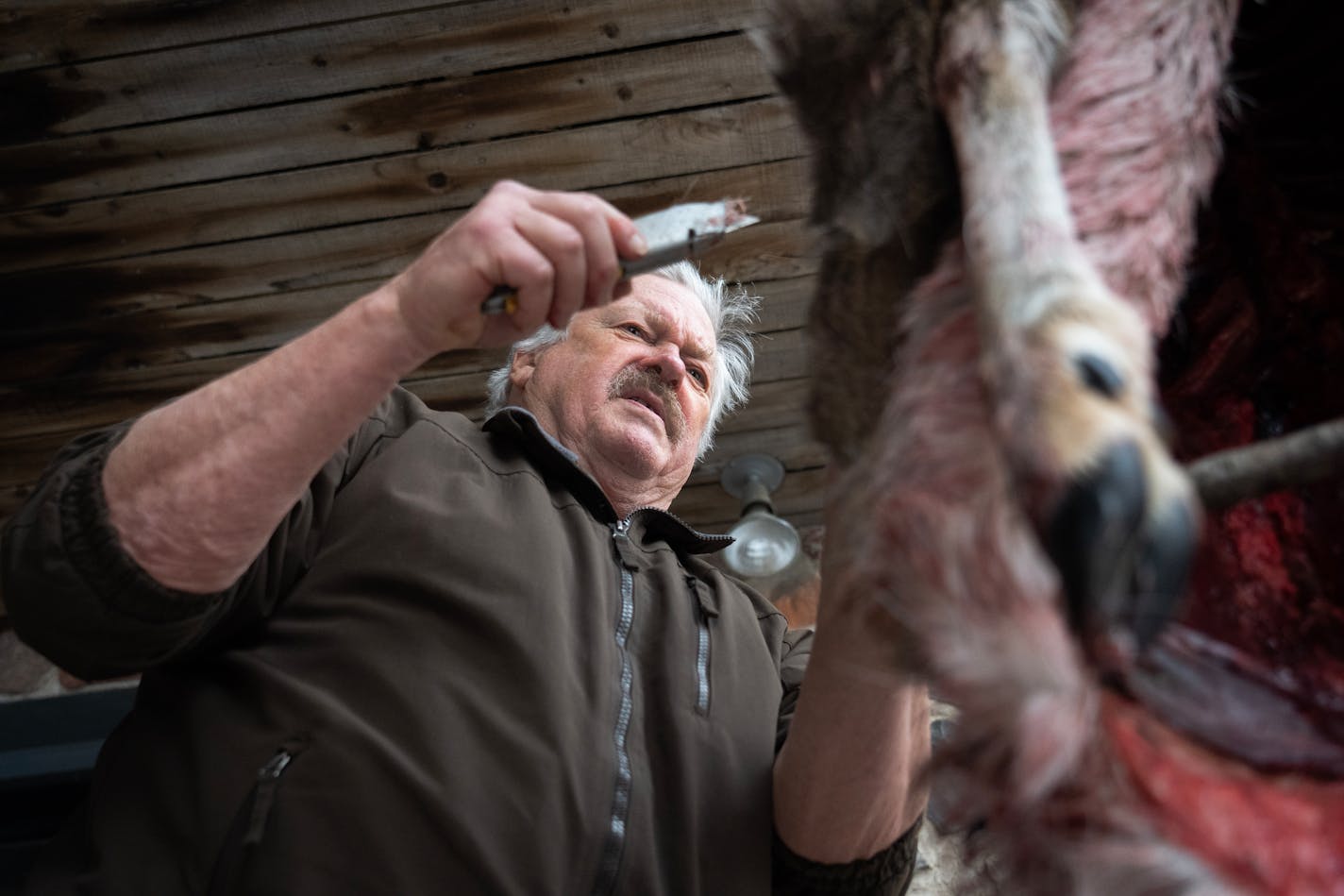 Mark Johnson skins a roadkill doe at his home in Minnetonka, Minn., on Friday, Dec. 9, 2022.