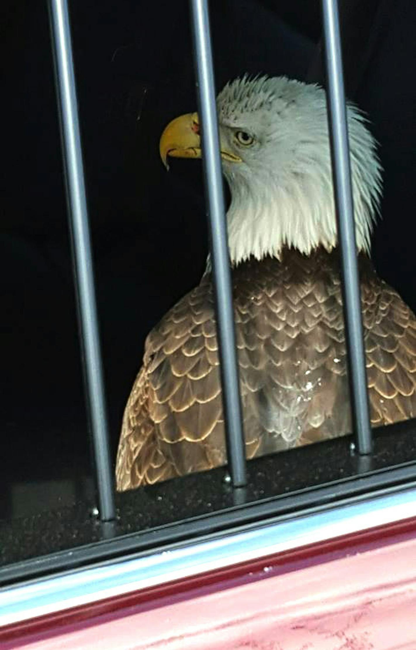 This eagle was saved from I-494 and will live to rep USA another day. Credit: Provided by the State Patrol ORG XMIT: hVQIJ_sJpBD3T84MvpDA