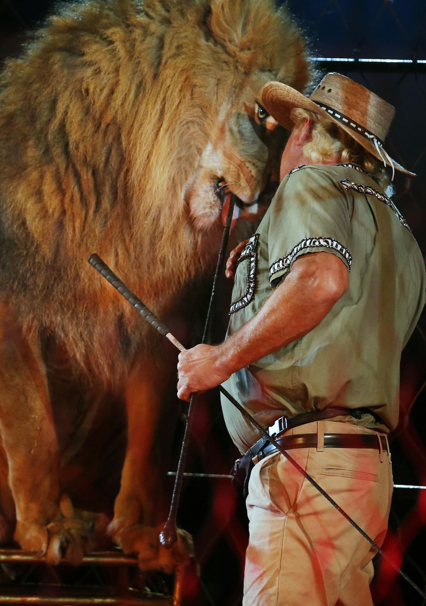 Vincent Von Duke is a 6th generation animal trainer who literally works/lives with his tigers/lions night and day. At the St. Paul Osman Shrine Circus held at the Coliseum on the State Fairgrounds, organizers view the elephant show and rides as highlights, and worry that as more cities ban exotic animal shows, elephant appearances will phase out here, too.] Richard Tsong-Taatarii/rtsong-taatarii@startribune.com