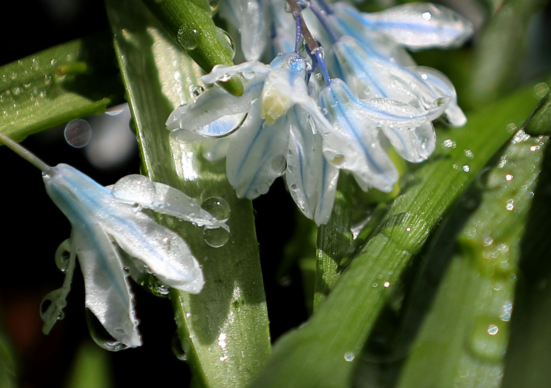 Late morning dew clings to the petals of common juniper flowers Tuesday, May 2, 2017, at the Minnesota Landscape Arboretum in Chanhassen, MN.] DAVID JOLES ï david.joles@startribune.com Spring flowers begin to bloom Tuesday, May 2, 2017, at the Minnesota Landscape Arboretum in Chanhassen, MN.