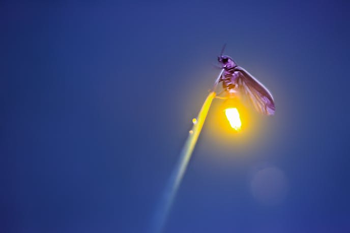 Visitors flock to see the synchronous fireflies at the Elkmont viewing area. To control crowds, the park installed a lottery system last year for the 1,800 parking passes. MUST CREDIT: Radim Schreiber. ORG XMIT: 122.0.1216240127