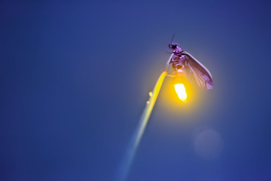 Visitors flock to see the synchronous fireflies at the Elkmont viewing area. To control crowds, the park installed a lottery system last year for the 1,800 parking passes. MUST CREDIT: Radim Schreiber. ORG XMIT: 122.0.1216240127