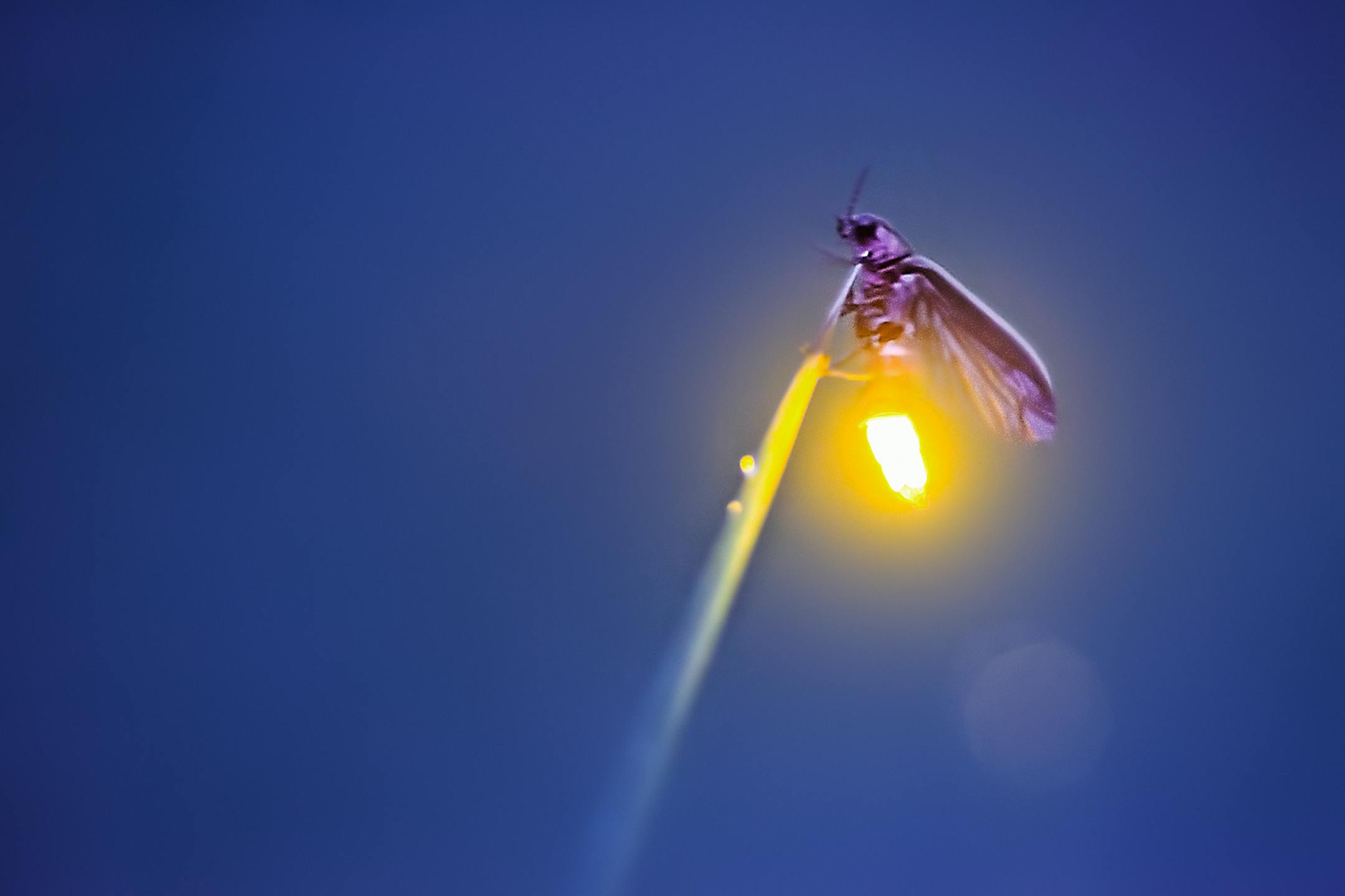 Visitors flock to see the synchronous fireflies at the Elkmont viewing area. To control crowds, the park installed a lottery system last year for the 1,800 parking passes. MUST CREDIT: Radim Schreiber. ORG XMIT: 122.0.1216240127