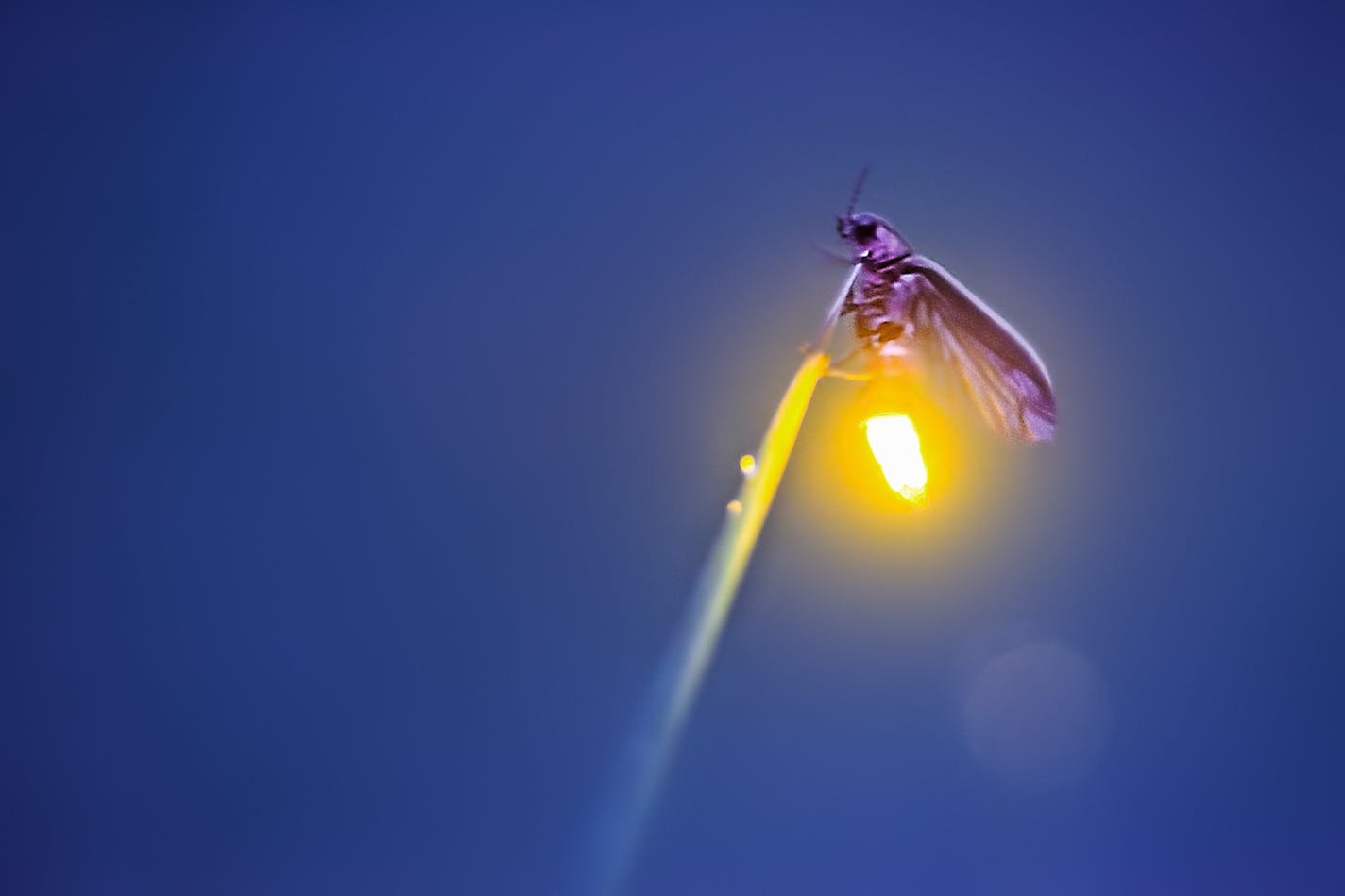 Visitors flock to see the synchronous fireflies at the Elkmont viewing area. To control crowds, the park installed a lottery system last year for the 1,800 parking passes. MUST CREDIT: Radim Schreiber. ORG XMIT: 122.0.1216240127