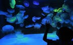 A boy looks at jellyfish in an aquarium at a SeaQuest attraction. The fast-growing developer of mall attractions is building an aquarium and wildlife 