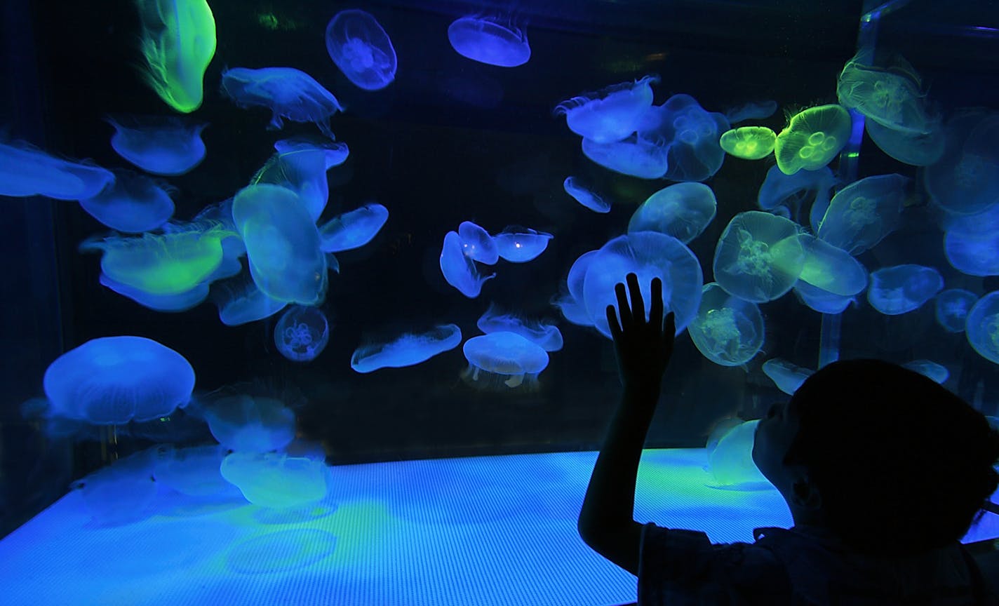 A boy looks at jellyfish in an aquarium at a SeaQuest attraction. The fast-growing developer of mall attractions is building an aquarium and wildlife exhibit at Rosedale Center that will open next spring.