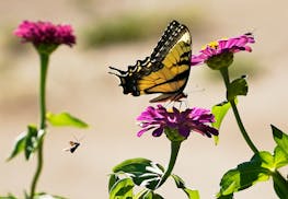 A swallowtail butterfly and other insects hover around zinnias in Rosemount.


DAVID JOLES • david.joles@startribune.com



Berry farms have long be