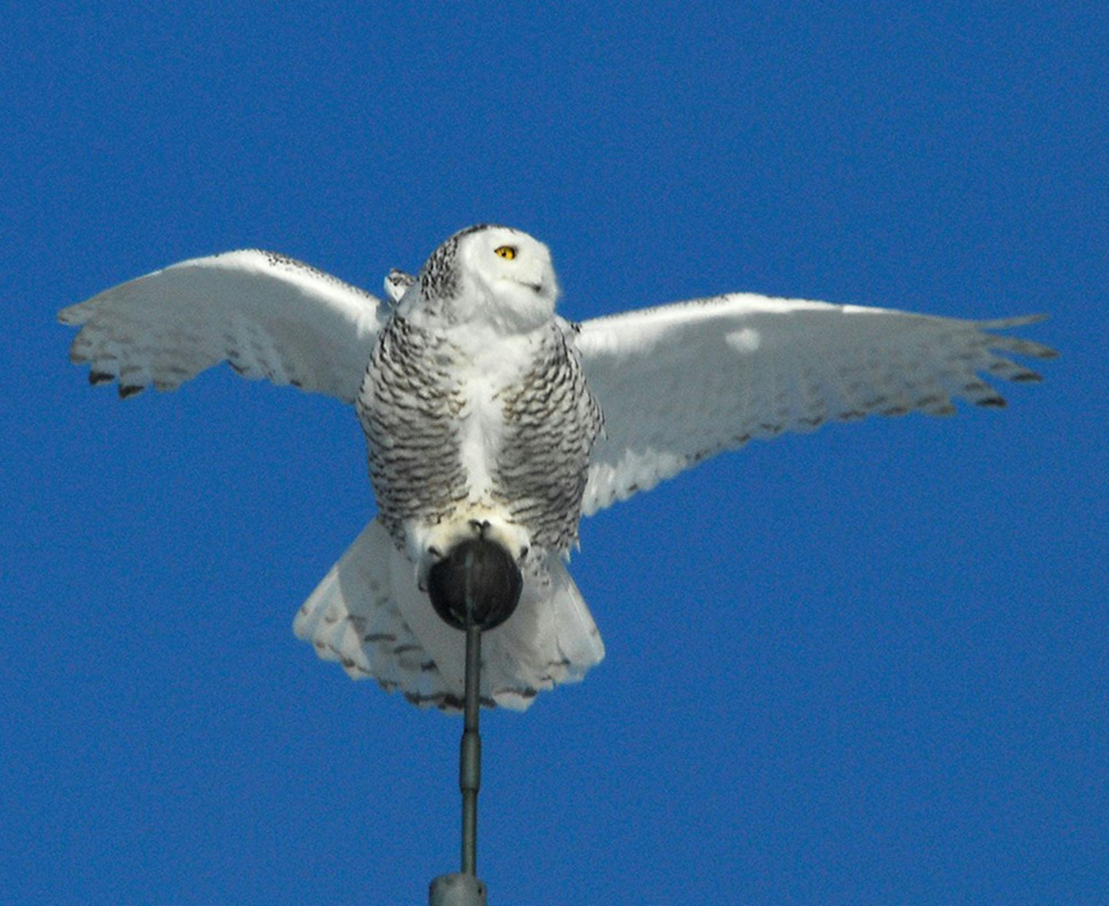 Photo by Jim Williams
Snowy owls sometimes visit our area in winter, and the wide open spaces at the airport remind them of home.
