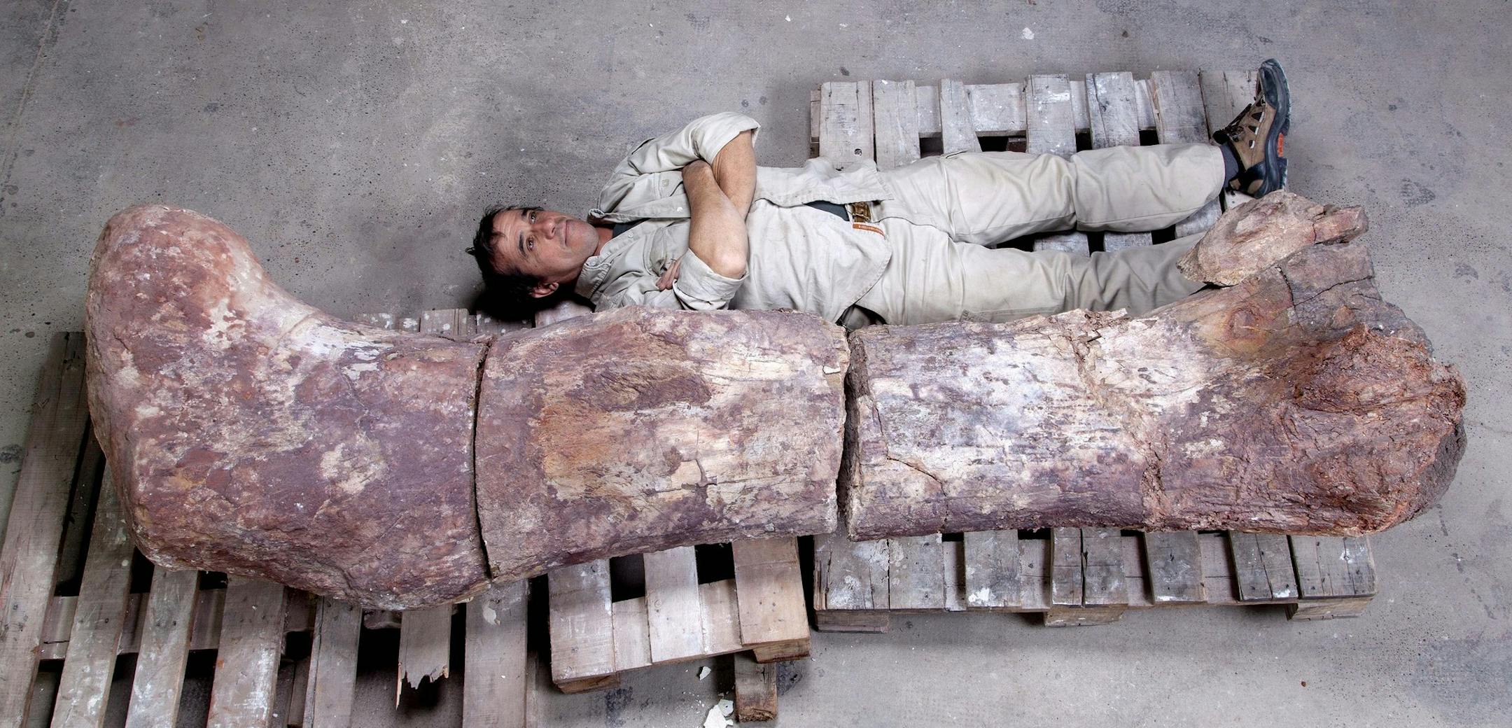 CORRECTS MONTH OF ANNOUNCEMENT In this 2013 photo released by the Museo Paletontológico Egidio Feruglio on Saturday, May 17, 2014, the head of the museum’s technical laboratory, Pablo Puerta, lies alongside a sauropod dinosaur femur, believed to be the largest in the world, in Trelew, Argentina. Paleontologists from the Museo Paletontológico Egidio Feruglio announced Friday, May 16, 2014, the discovery of the fossil remains of the sauropod dinosaur near Trelew. (AP Photo/Museo P