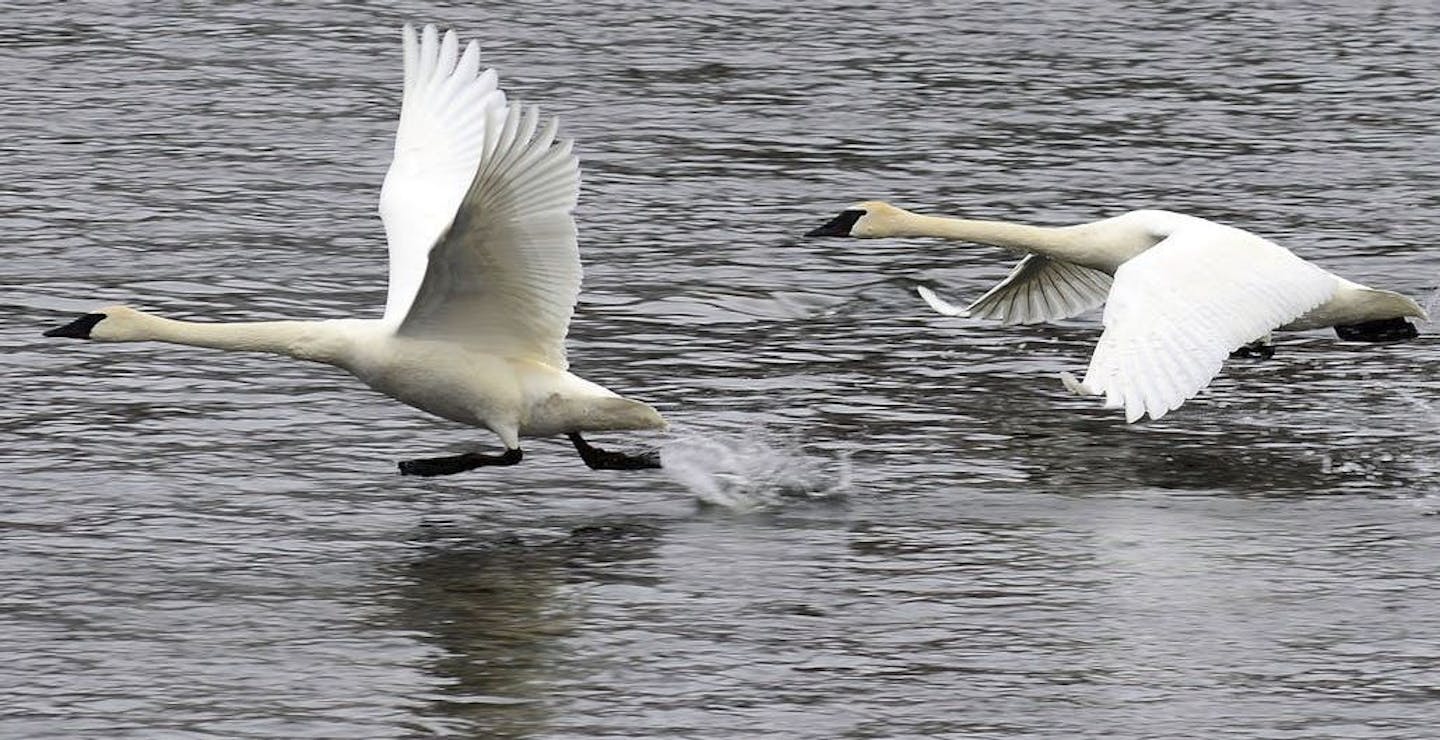 Trumpeter swans