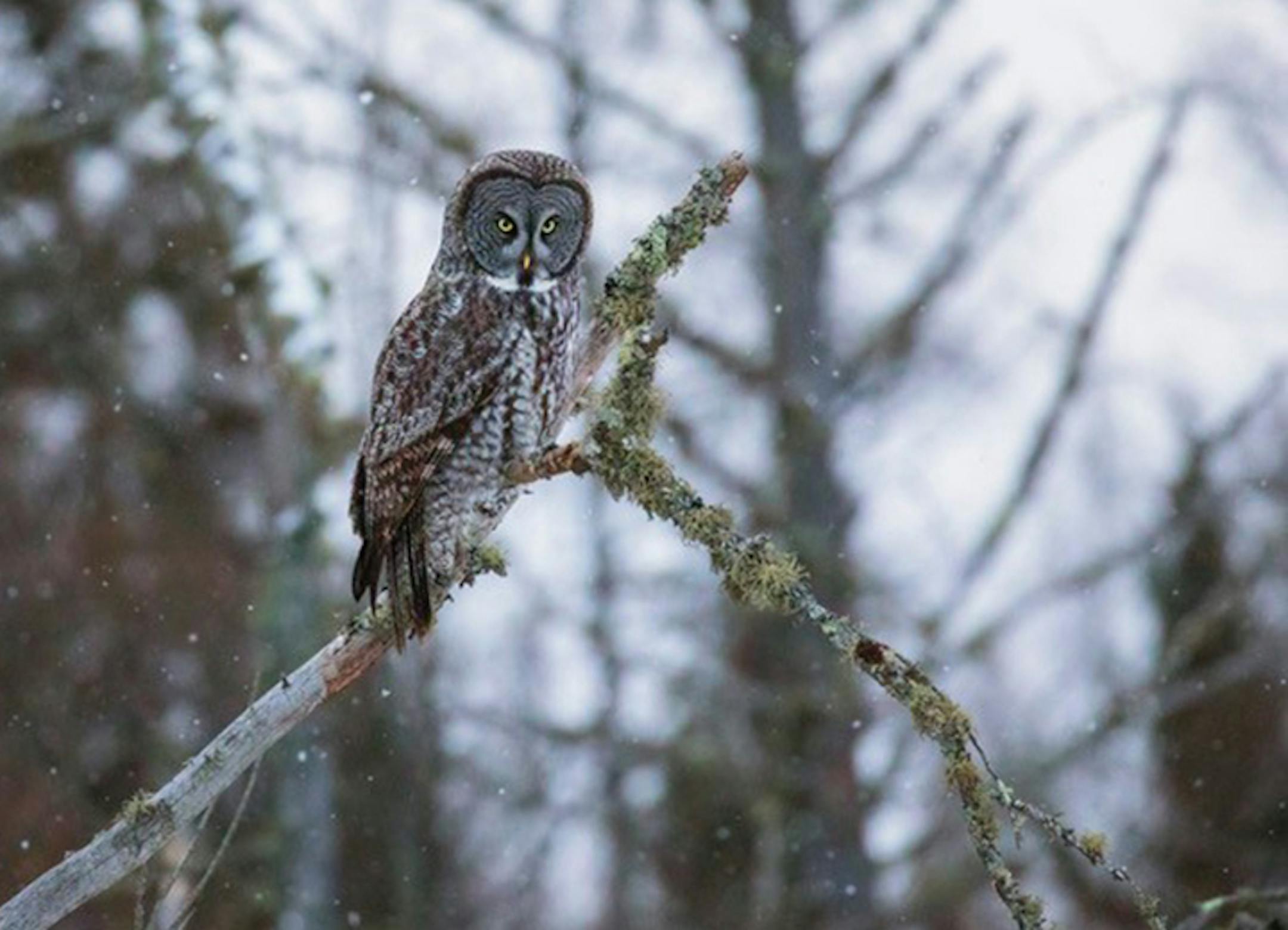 Great gray owl at Sax-Zim Bog, photographed in 2017.