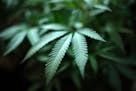 Marijuana at an indoor cannabis farm in Gardena, Calif.