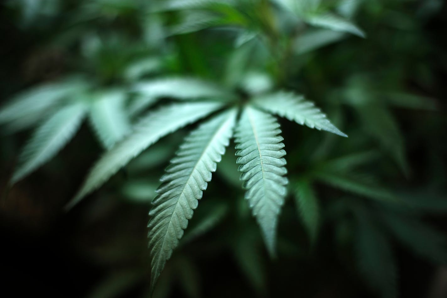 Marijuana at an indoor cannabis farm in Gardena, Calif.