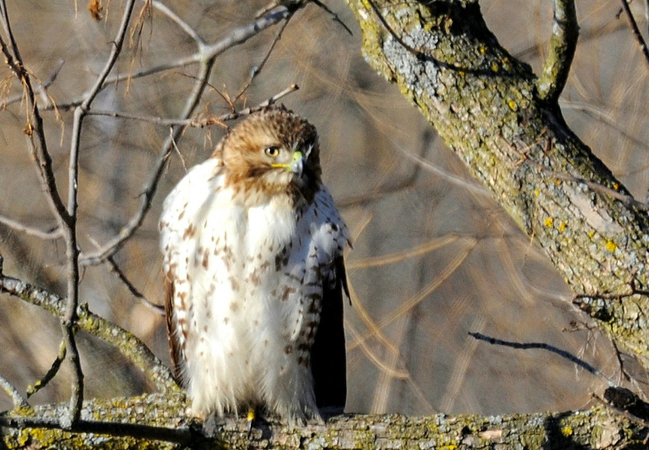 Photos by Jim Williams
A male ruby-throated hummingbird, in all his glory.