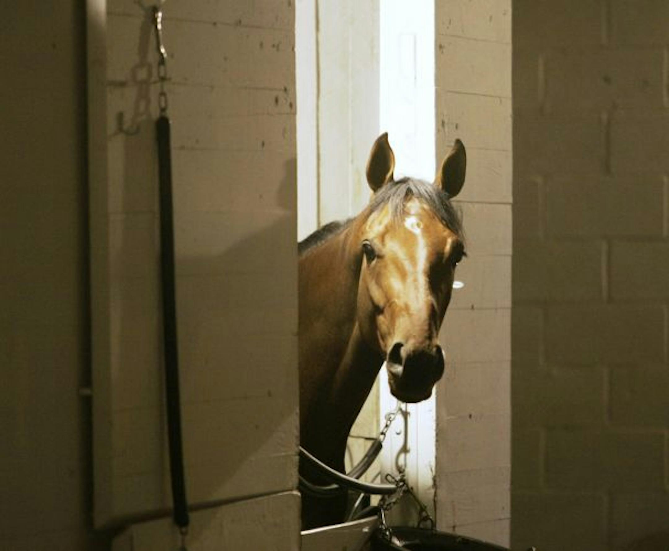 Kentucky Derby winner Mine That Bird peered from his stall before dawn at Churchill Downs in Louisville, Ky., on Sunday.