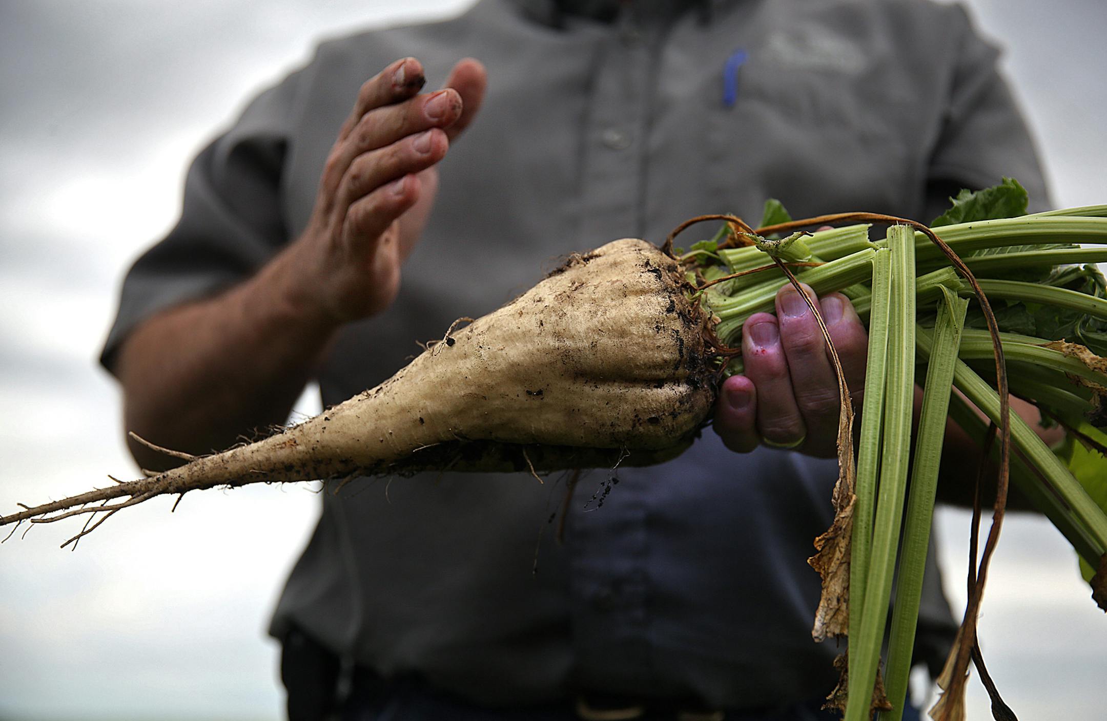 Todd Geselius, vice president of agriculture at the Southern Minnesota Beet Sugar Co-op, shows what a sugar beet looks like when it is harvested in the field on Sept. 9, 2015 in Renville, Minn. (Jim Gehrz/Minneapolis Star Tribune/TNS) ORG XMIT: 1175088