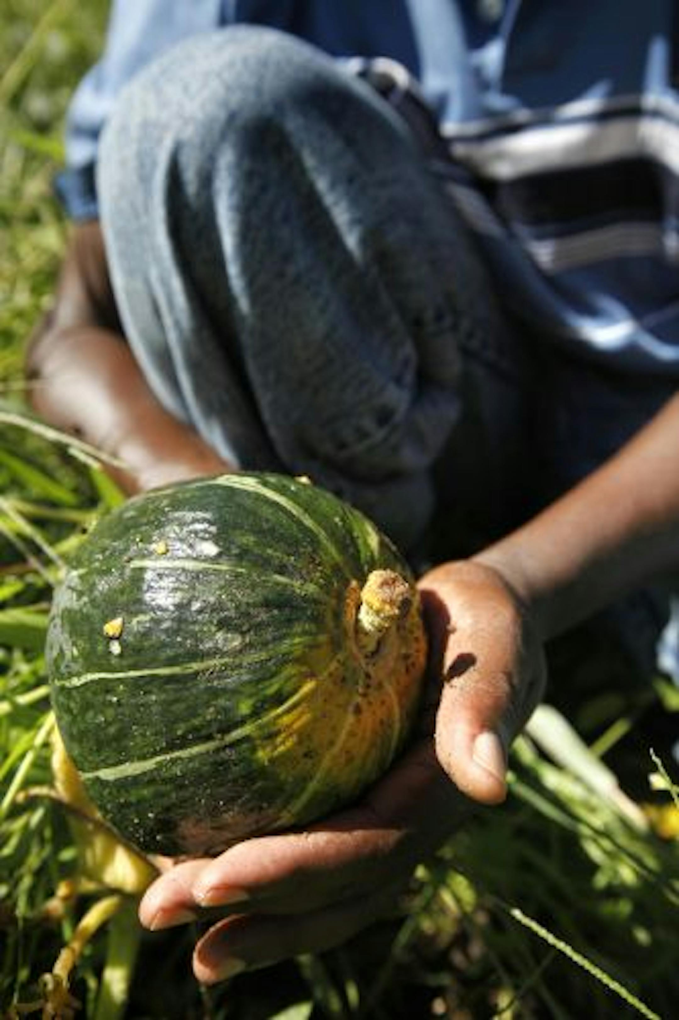 This young pumpkin, omwongo, grows, under a protective weed canopy, to the size of a watermelon. "It likes to hide," said farmer Albert Nyamari. "I love the leaves even more than the pumpkin."