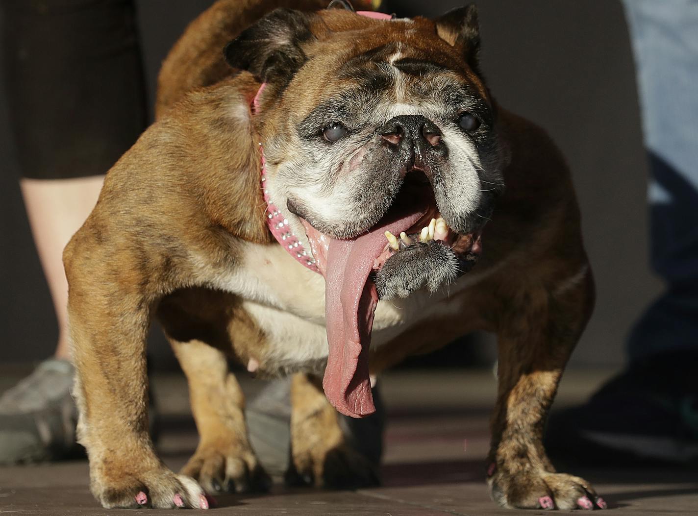 Zsa Zsa, an English Bulldog owned by Megan Brainard, stands onstage after being announced the winner of the World's Ugliest Dog Contest at the Sonoma-Marin Fair in Petaluma, Calif., Saturday, June 23, 2018. (AP Photo/Jeff Chiu)