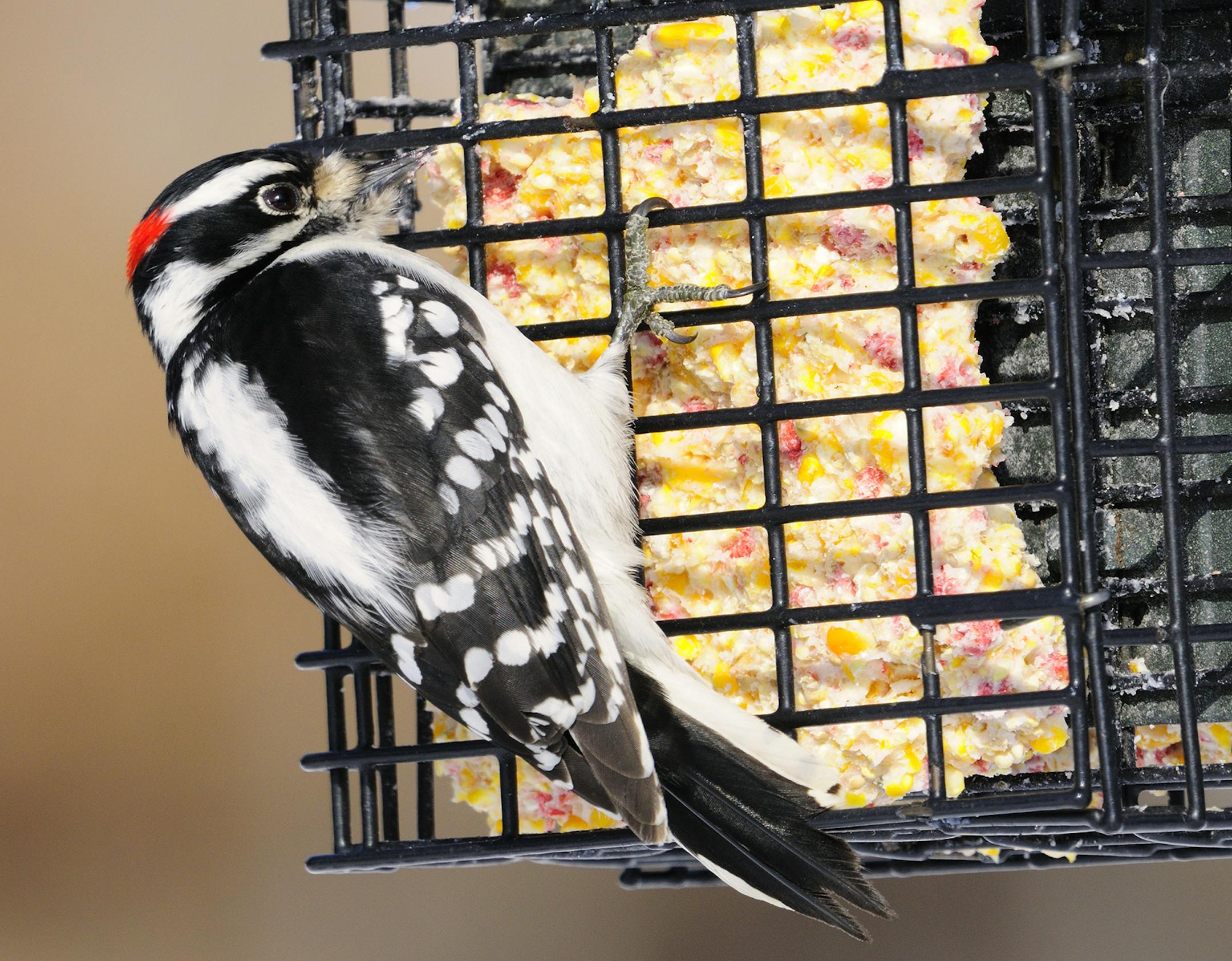 A suet feeder should be included in a backyard bird feeding station. Woodpeckers, like this male downy woodpecker, are especially fond of suet. Photo by Bill Marchel