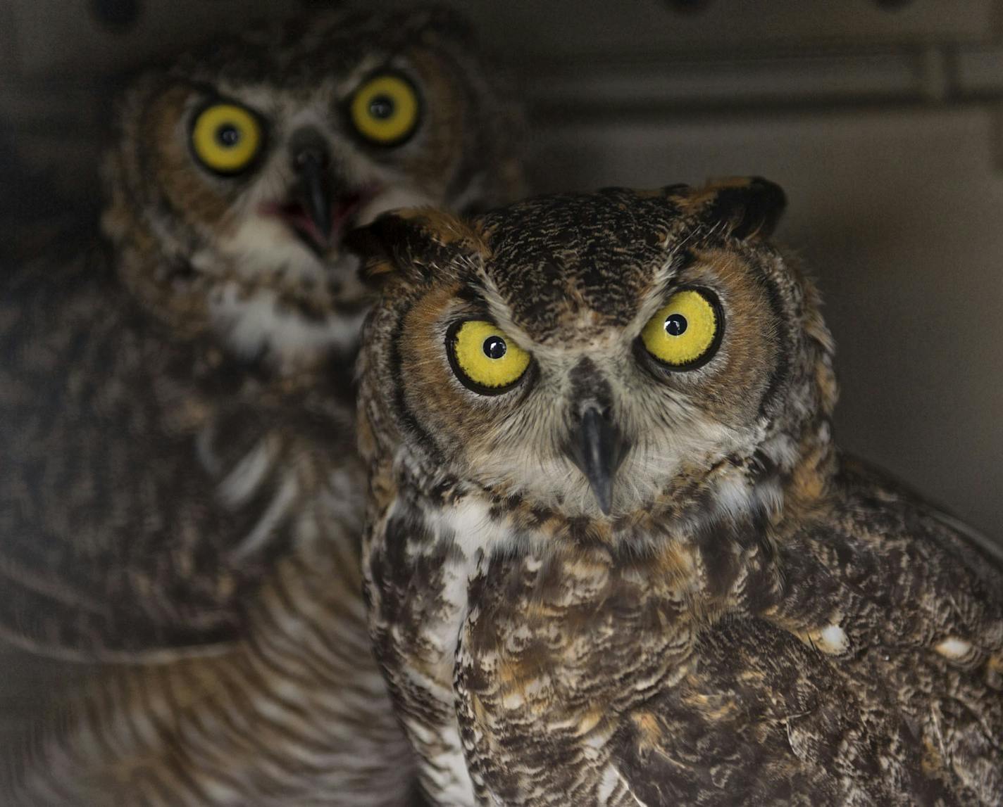 In a Tuesday, Aug. 27, 2013 photo, two rehabilitated Great horned owls wait in a crate before being released back into the wild in a wooded area near the Richard M. Borchard Regional Fairgrounds in Robstown, Texas. The owls were found orphaned at the Richard M. Borchard Regional Fairgrounds and were brought to the Texas State Aquarium's Second Chances Wildlife Rehabilitation Program in April. (AP Photo/Corpus Christi Caller-Times, Eddie Seal) ORG XMIT: MIN2013090913294830