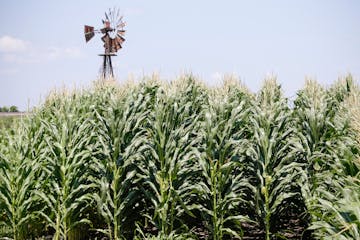 Corn planting around the U.S. this spring suggests a record crop is going in despite slumping demand and ultralow prices.