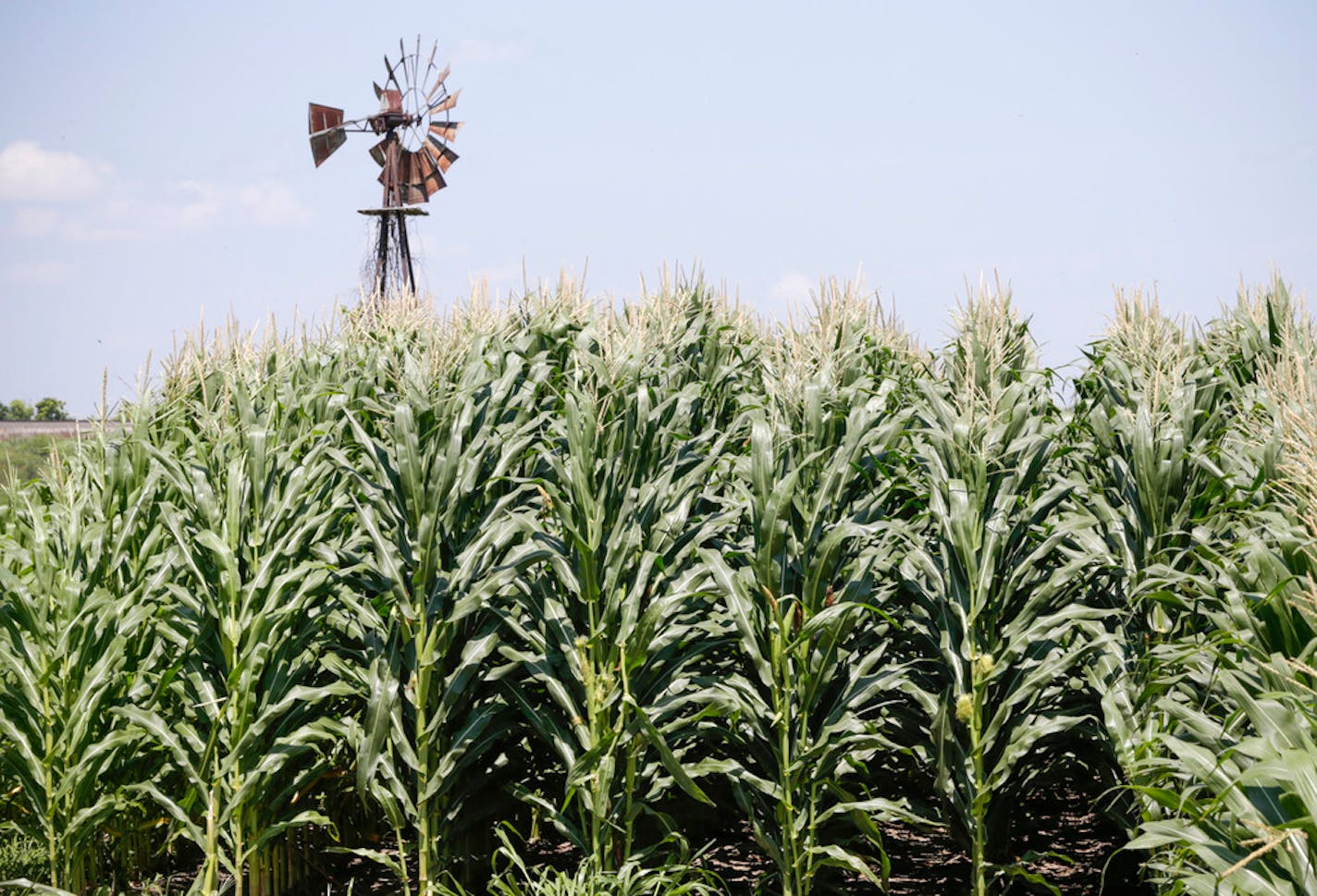 Corn planting around the U.S. this spring suggests a record crop is going in despite slumping demand and ultralow prices.