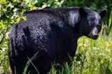 A black bear stopped after crossing Big Bay Road on Madeline Island, the largest of the Apostle Islands in Wisconsin, on Monday, May 31, 2021. ]
