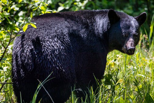 A black bear stopped after crossing Big Bay Road on Madeline Island, the largest of the Apostle Islands in Wisconsin, on Monday, May 31, 2021. ]