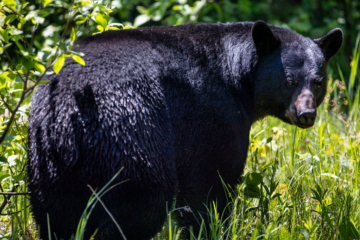 A black bear stopped after crossing Big Bay Road on Madeline Island, the largest of the Apostle Islands in Wisconsin, on Monday, May 31, 2021. ]
