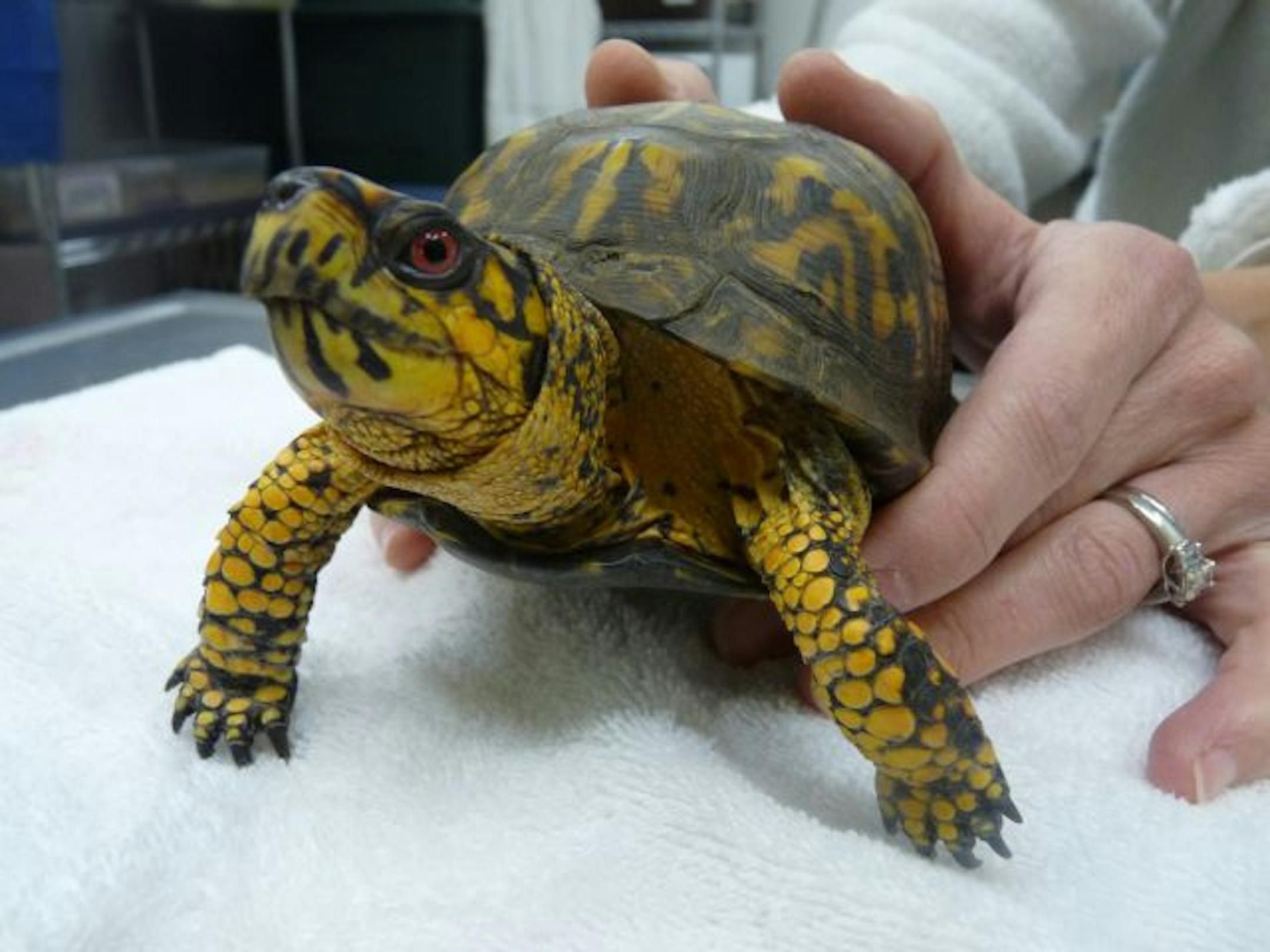 provided by the Animal Humane SocietyTucker the turtle