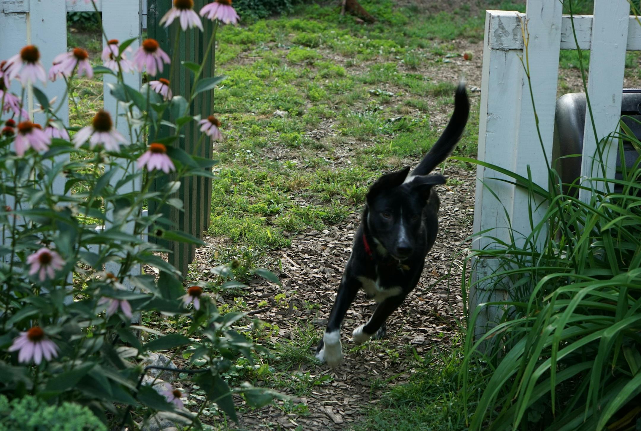 Photo by Doug Iverson, Star Tribune
With a gate left open, Angus sprints for freedom.