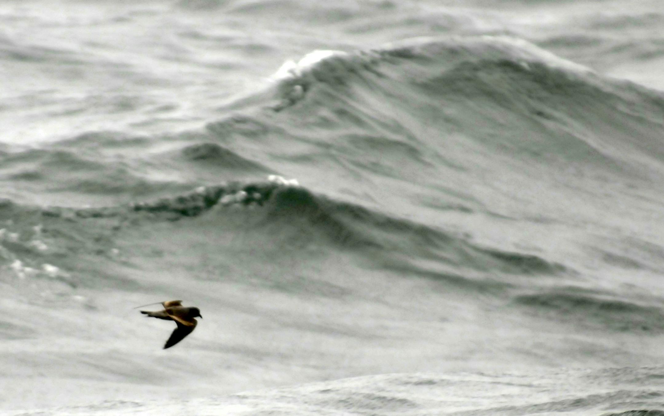 Storm-petrels can be no larger than songbirds.